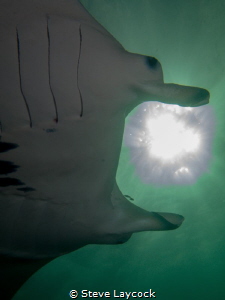 Manta Catching the sun by Steve Laycock 